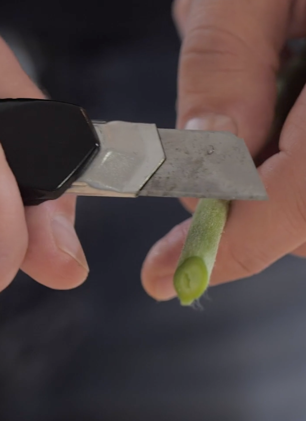 Eksperttips #1: Fort i vann etter snitt!